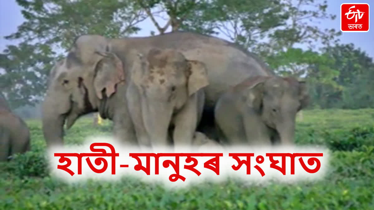 Man Elephant Conflict in Assam