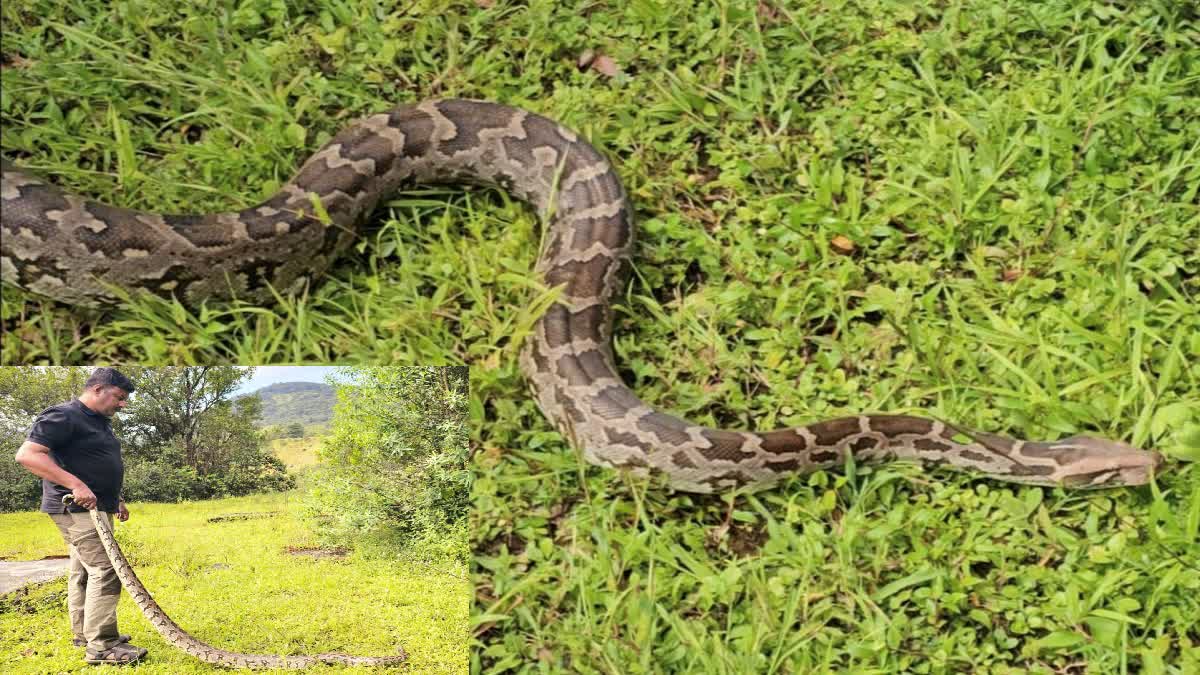 Seven Feet long Python