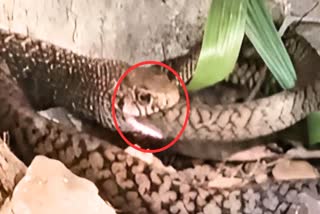 DHAMAN SWALLOWED SNAKE