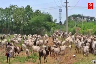 மேய்ச்சல் மாடுகள்