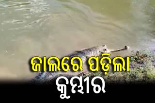 GHARIAL CROCODILE RESCUED