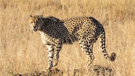 KUNO NATIONAL PARK  കുനോ ദേശീയോദ്യാനം  CHIEF MINISTER MOHAN YADAV  CHEETAH