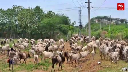 மேய்ச்சல் மாடுகள்