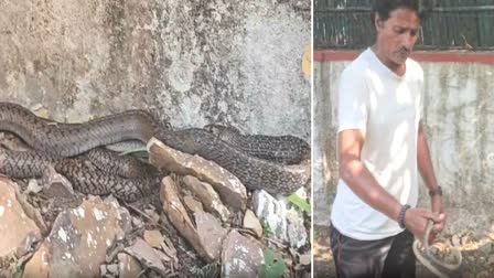 Video: Small Rat Snake Being Swallowed By 6-Ft-Long Reptile In Kota, Survives, Released Into Forest