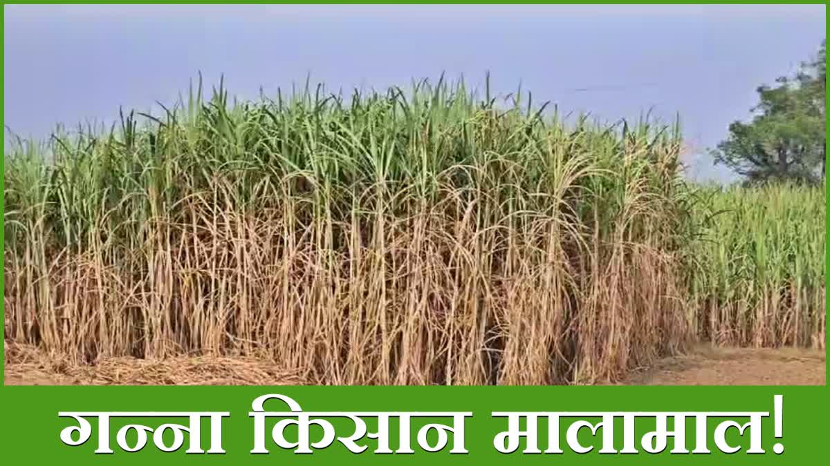 Sugarcane Farming in Nuh