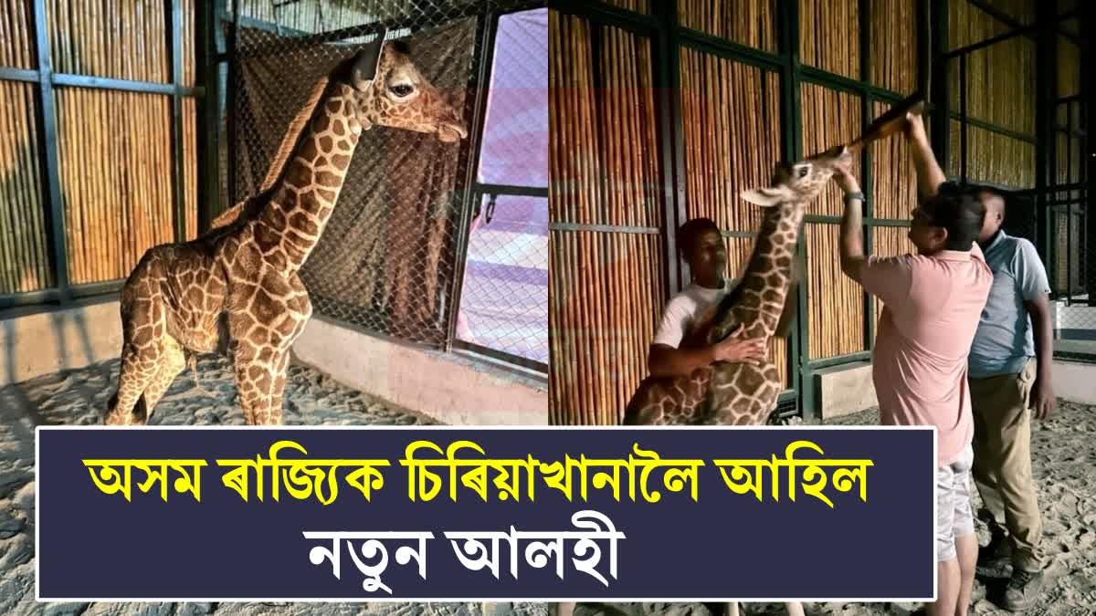 Assam zoo gets its first giraffe calf