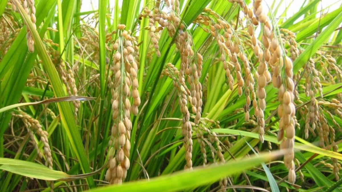 dhan tihar in chhattisgarh