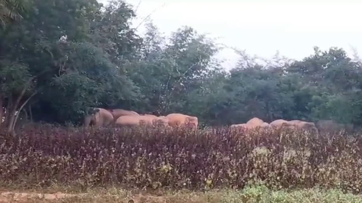 Elephant Terror In Jamtara