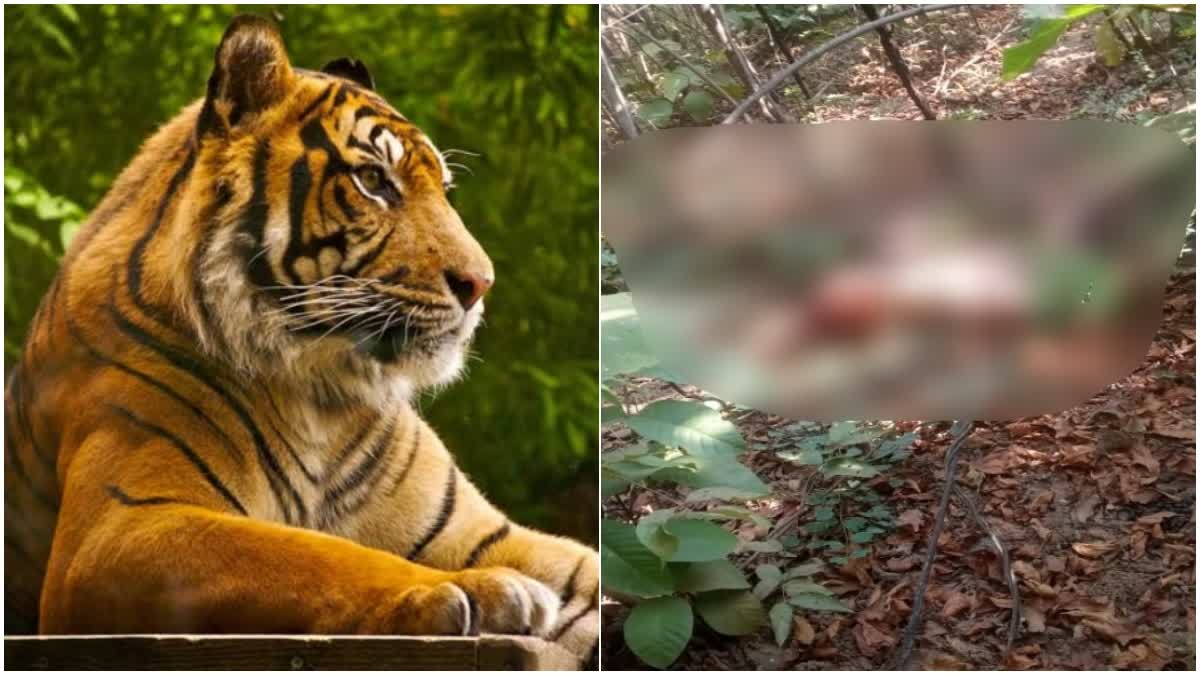 व्यक्तीला वाघाने केले ठार व्यक्तीला वाघाने केले ठार