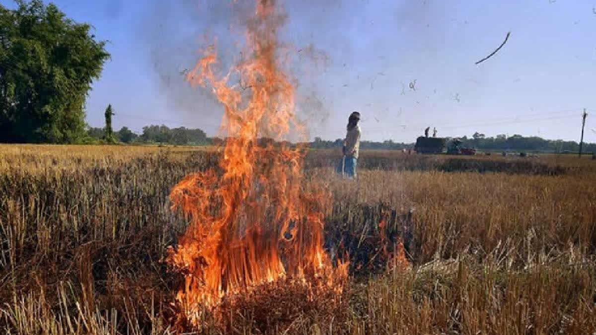 Punjab clocks 634 fresh farm fire cases, police say over 1,000 FIRs registered