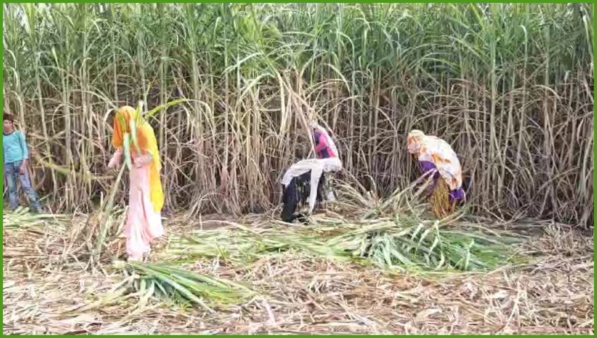 Sugarcane Farming in Nuh