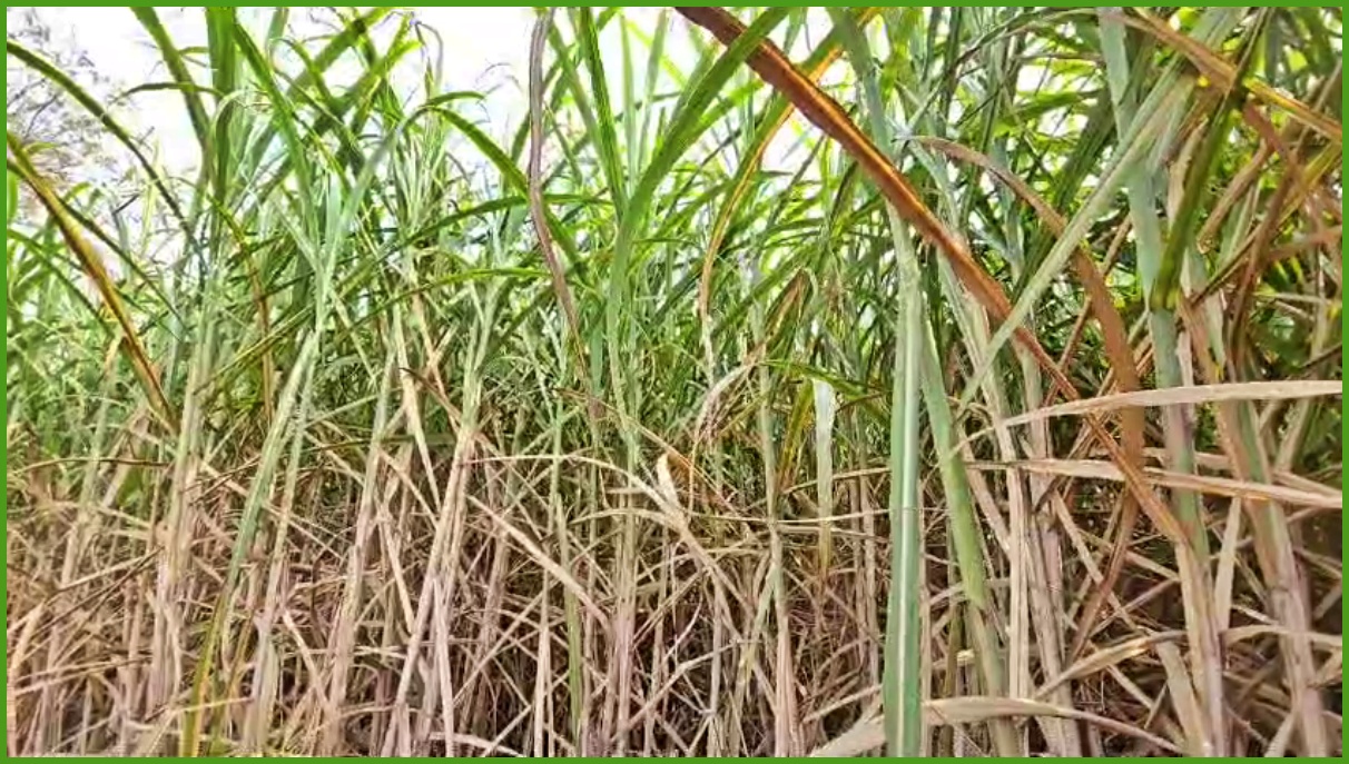 Sugarcane Farming in Nuh