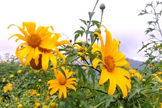 Nilgiri forest sunflower season start