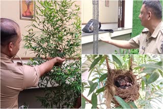 Bulbul in Kunnamangalam Janamaithri police station  Kunnamangalam Janamaithri police station Bulbul  Kunnamangalam Janamaithri police station  Janamaithri police stations Kozhikode  Janamaithri police stations Kerala  പക്ഷികള്‍ക്ക് തണലൊരുക്കി പൊലീസ് സ്റ്റേഷന്‍  കുന്ദമംഗലം ജനമൈത്രി പൊലീസ്  ജനമൈത്രി പൊലീസ് കോഴിക്കോട്  ജനമൈത്രി പൊലീസ് കേരള