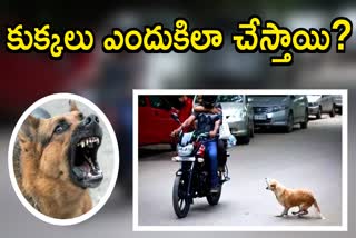 Why Dogs Chase Bikes And Cars On Roads