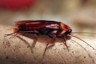 Simple Home Remedies for Cockroaches