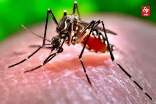 dengue outbreak in Cachar