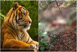 Tiger killed man