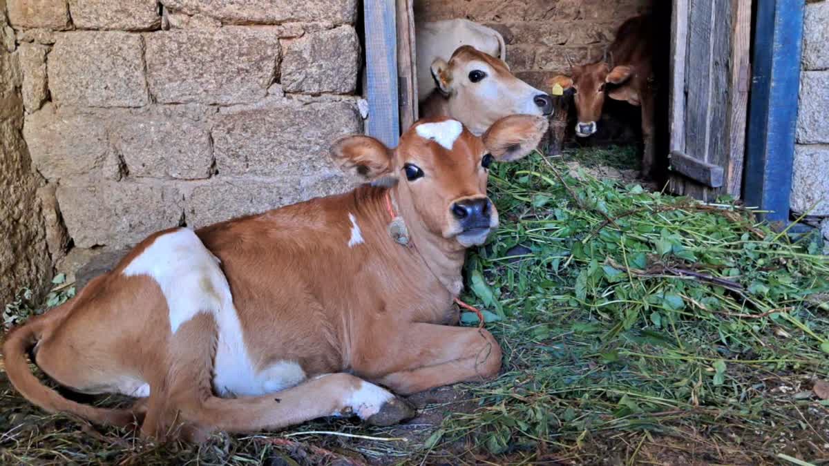 Sexed Semen Straw Injection for Cow