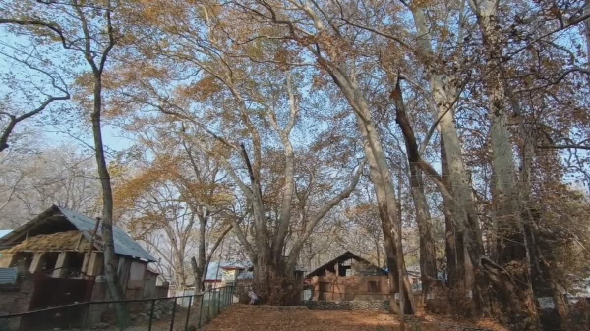 CHINAR TREES IN GAANG TRAL