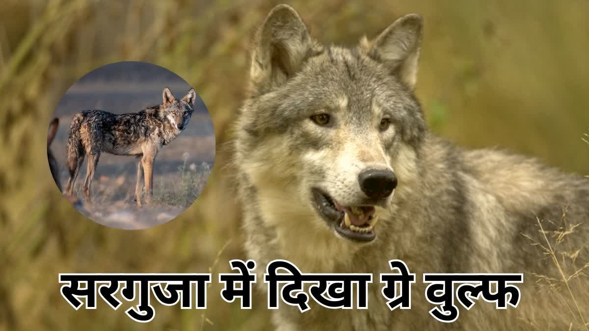 gray wolf seen in Surguja