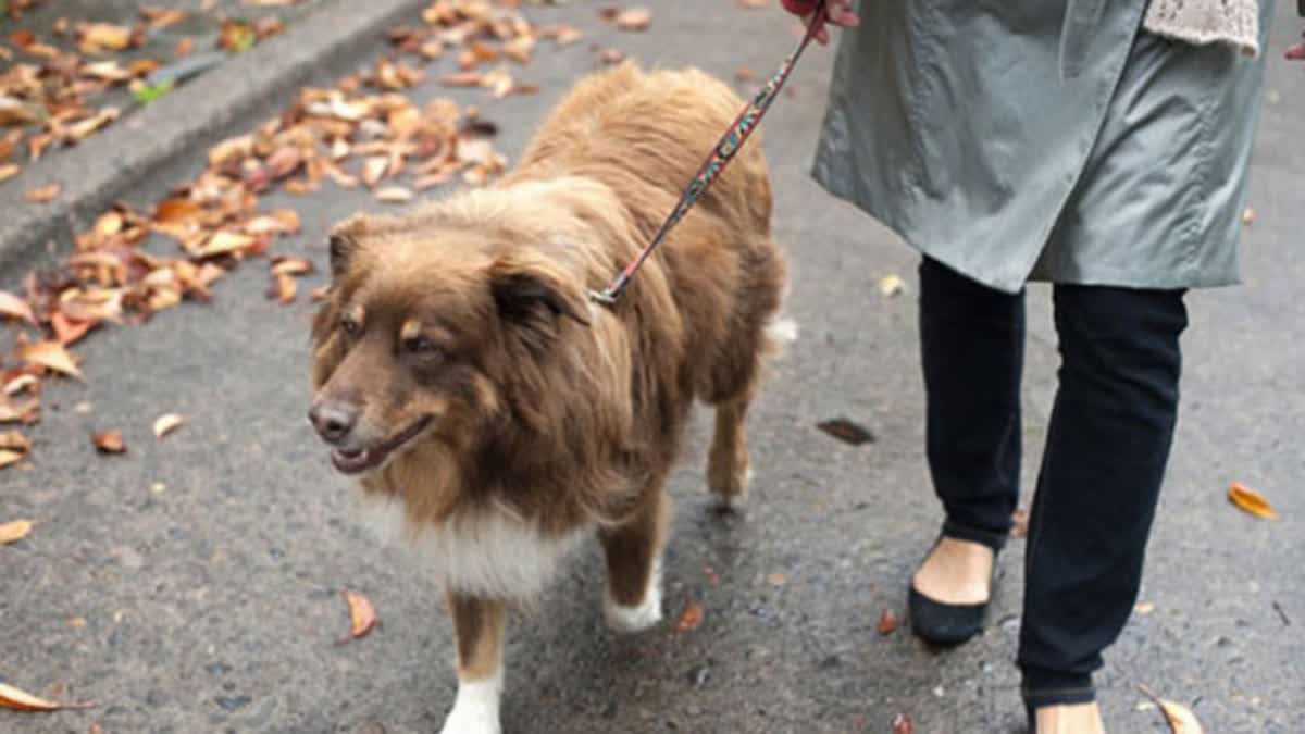 Telangana Pet owners in urban areas will face Fine Who Leave Dogs Outside or Allow Open Defecation