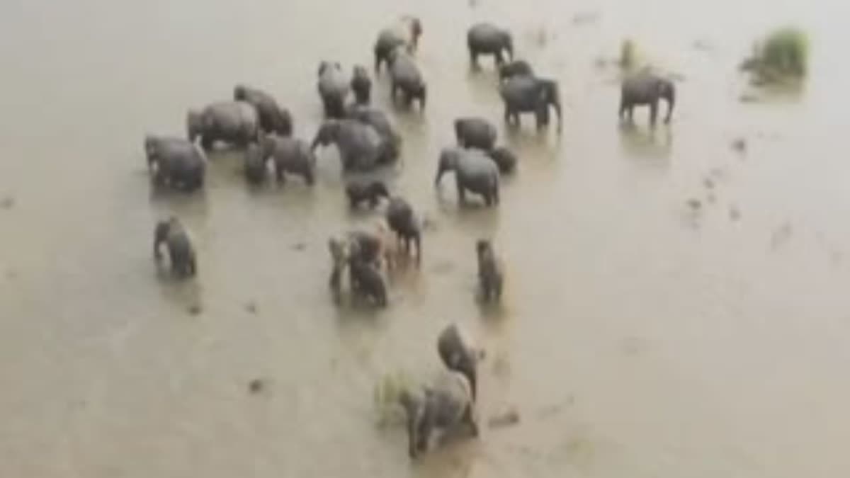 File Photo of an Elephant Herd Wading Through Paddy Fields near Flood-Hit Kaziranga National Park in Assam