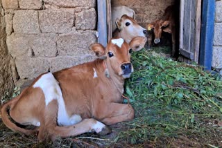 Sexed Semen Straw Injection for Cow