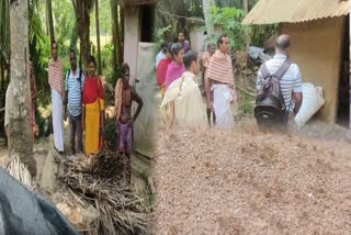 RED ANT TERROR IN SAHADAPADA