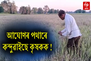 Locust destroyed paddy field in Dibrugarh