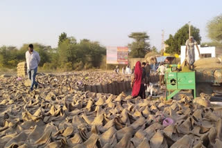 Bumper production of Moong in Ahor