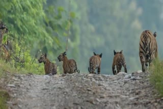 Panna Tiger Reserve