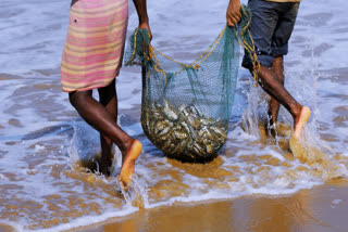 World Fisheries Day celebrated annually on November 21 aiming aims to draw attention to overfishing and habitat destruction.