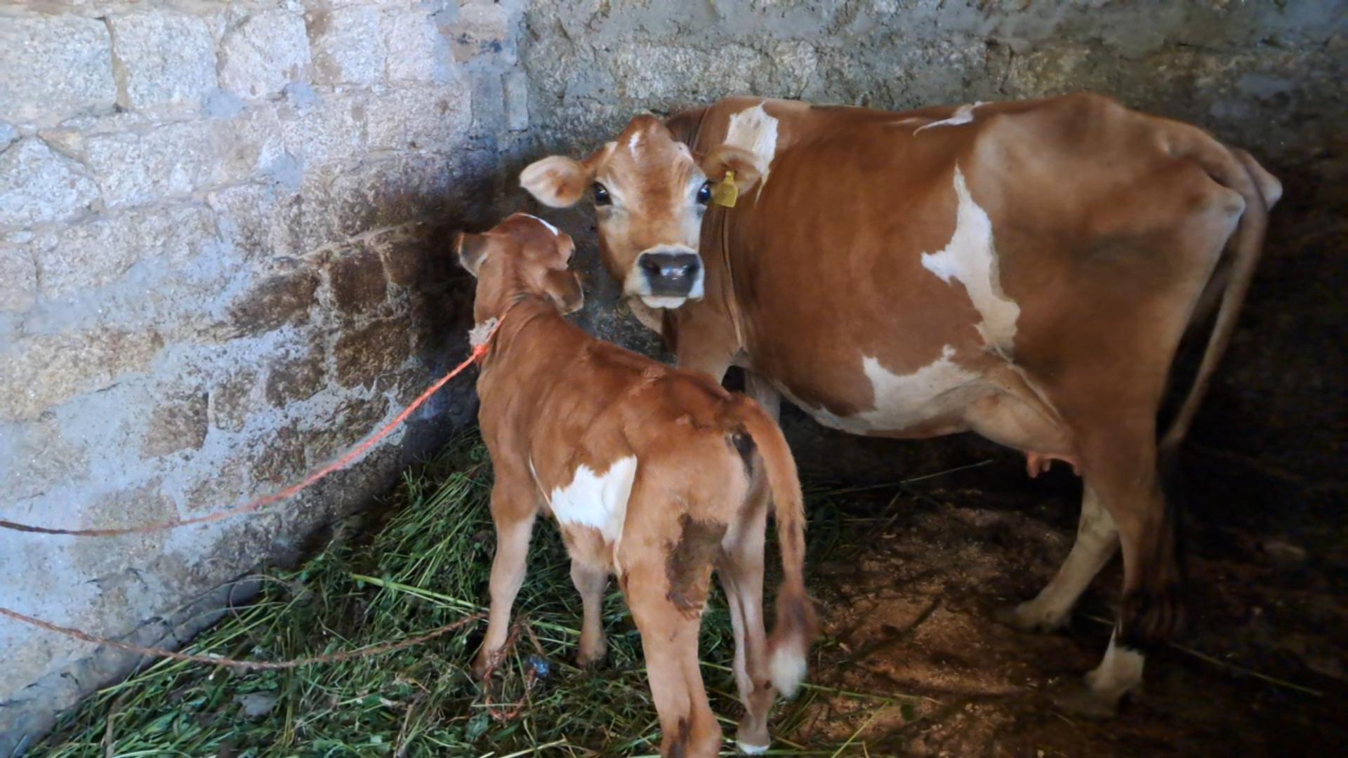 Sexed Semen Straw Injection for Cow