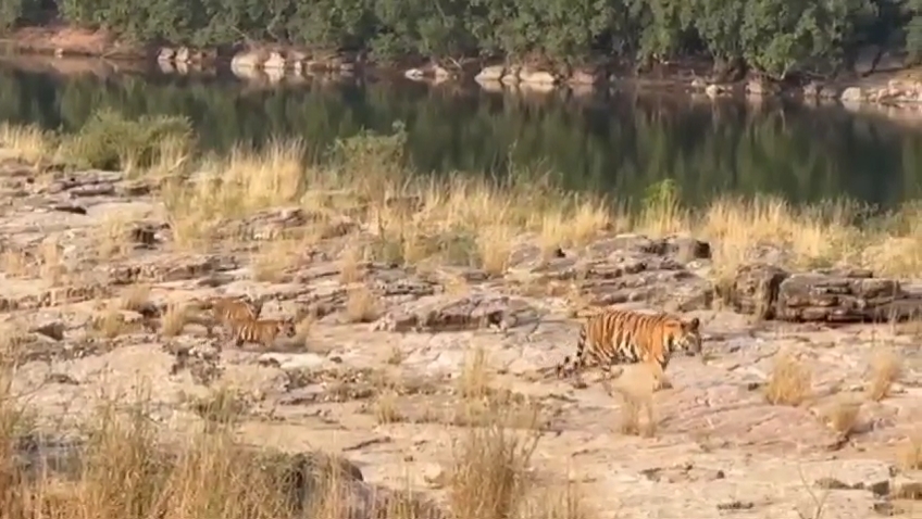 Panna Tiger Reserve