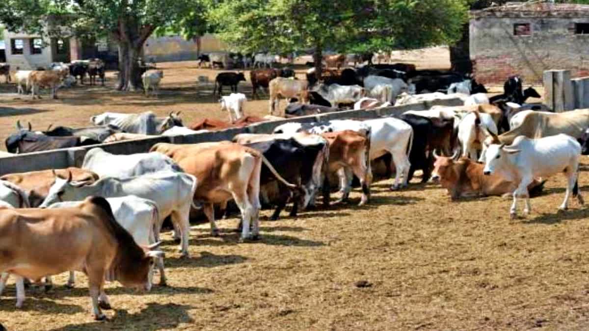 258 Cow Shelters in Himachal Pradesh