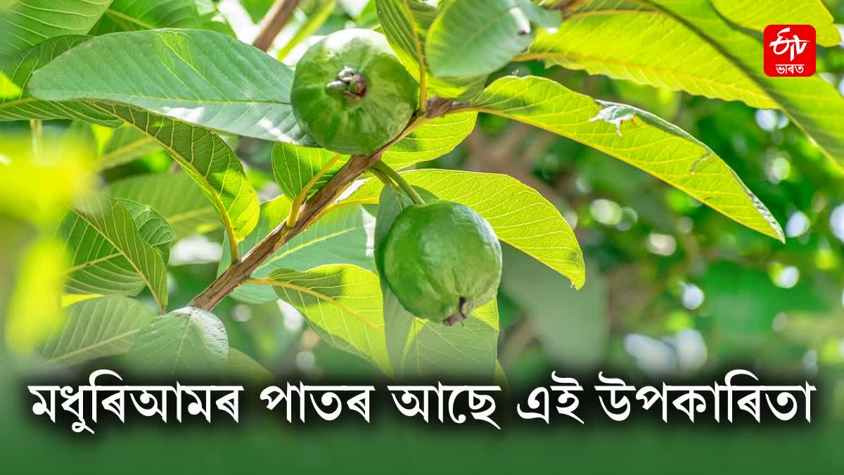 What is the health benefits of guava leaves?