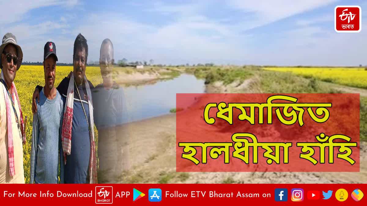 Dhemaji Mustard cultivation at bank of Lechia river