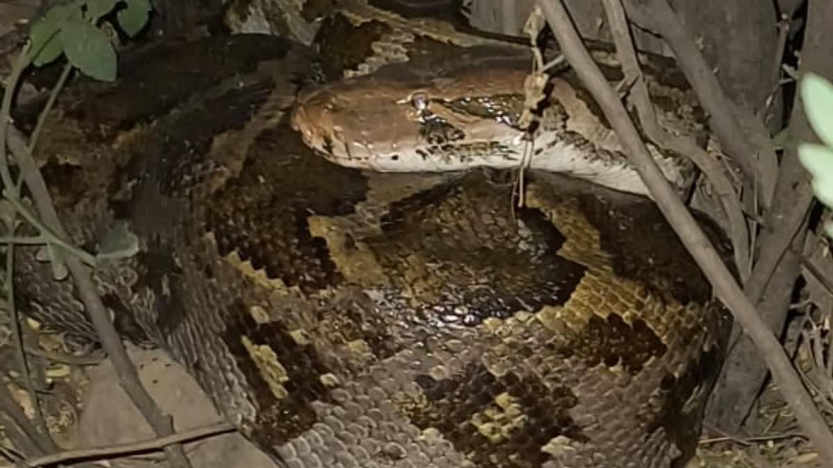 16 feet long python found in Bharatpur