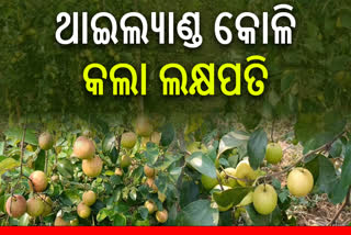 ଖୋର୍ଦ୍ଧା ମାଟିରେ ଥାଇଲ୍ୟାଣ୍ଡ କୋଳି