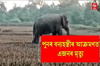 Wild Elephant Attack