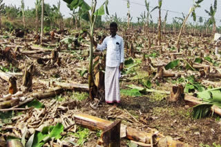 YCP Leaders Destroyed The Farmer Banana Crop In Nandyal