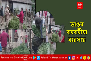 Cannabis smuggling in Assam