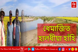 Dhemaji Mustard cultivation at bank of Lechia river