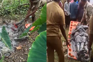 elderly woman trapped in swamp in Ernakulam  elderly woman trapped in swamp for hours  വൃദ്ധ ചതുപ്പില്‍ പൂഴ്‌ന്ന് കിടന്നത് മണിക്കൂറുകള്‍  എറണാകുളത്ത് വൃദ്ധ ചതുപ്പില്‍ കുടുങ്ങി  ചതുപ്പില്‍ കുടുങ്ങിയ വയോധിക രക്ഷപ്പെട്ടു  elderly woman trapped in swamp  woman trapped in swamp for hours