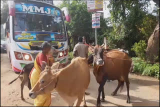 மதுரையில் கால்நடை மருத்துவர்களை கண்டித்து மாடுகளுடன் பொதுமக்கள் சாலை மறியல்