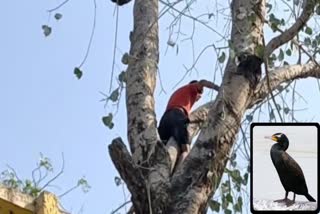 Cruelty On Birds In Dhamtari Before New Year
