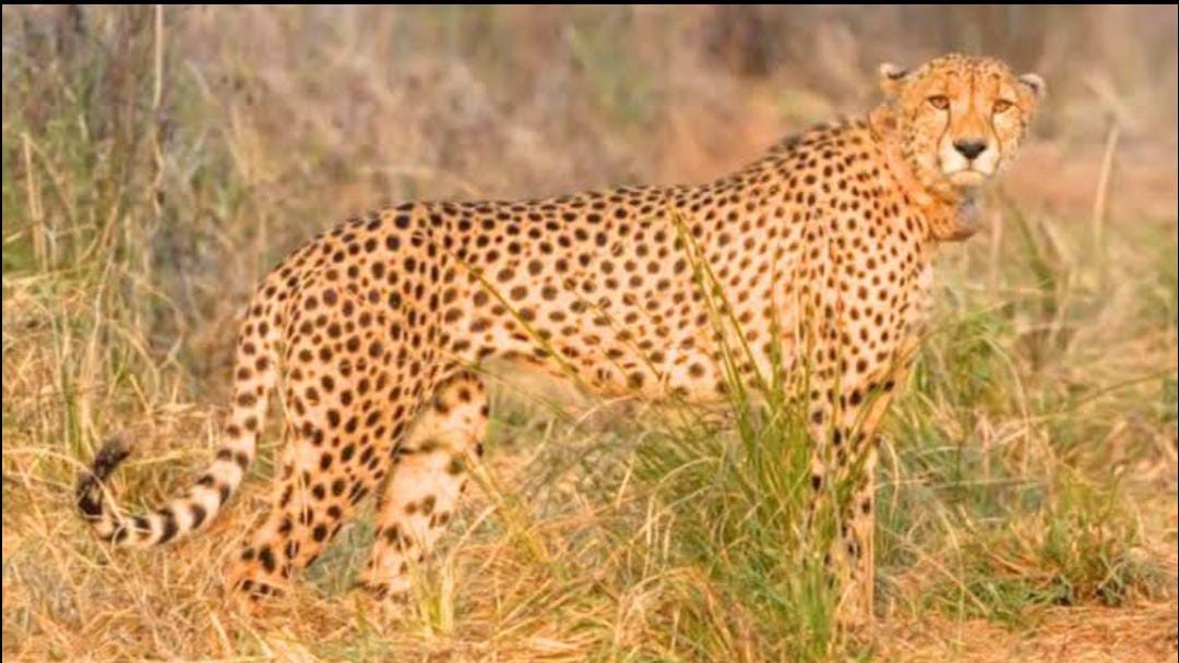 Female Cheetah Veera Released