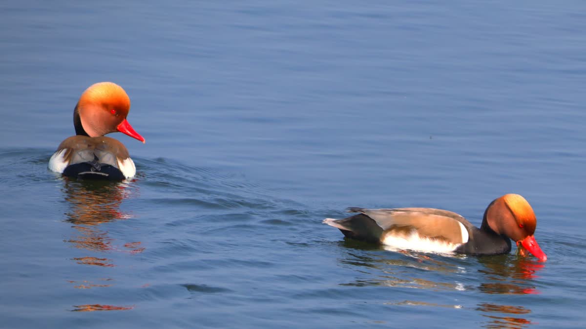 siberian birds in haldwani nainital