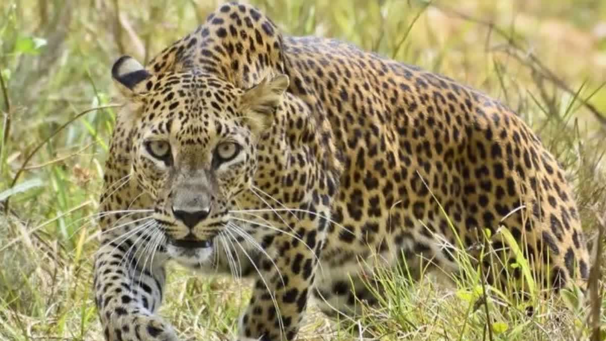 Barwani leopard on highway